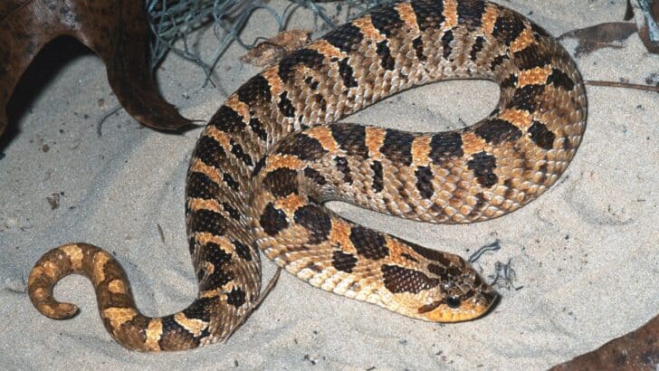 How Far Can a Snake Strike? Understanding Strike Range