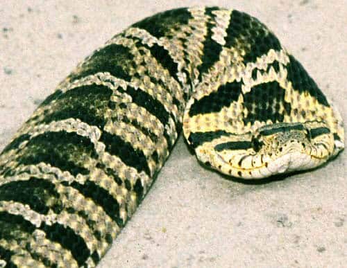 Hognose snake