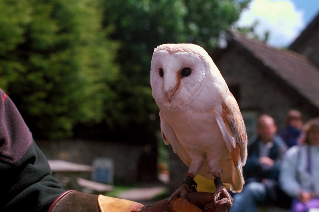 Barn Owl