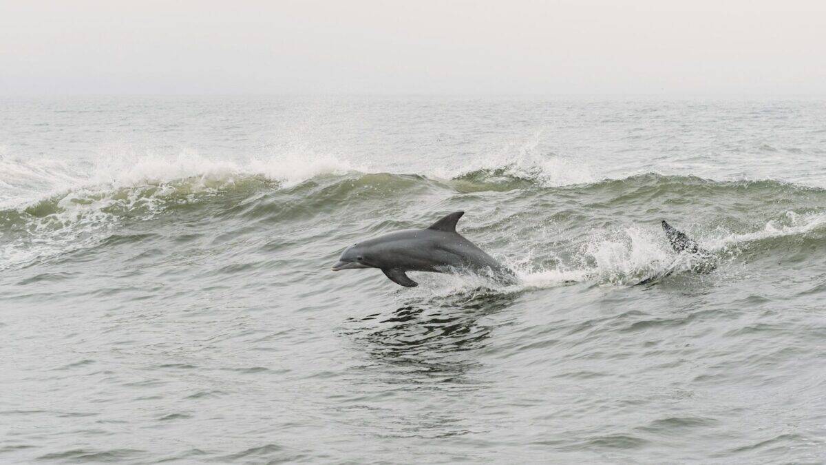a dolphin is jumping out of the water
