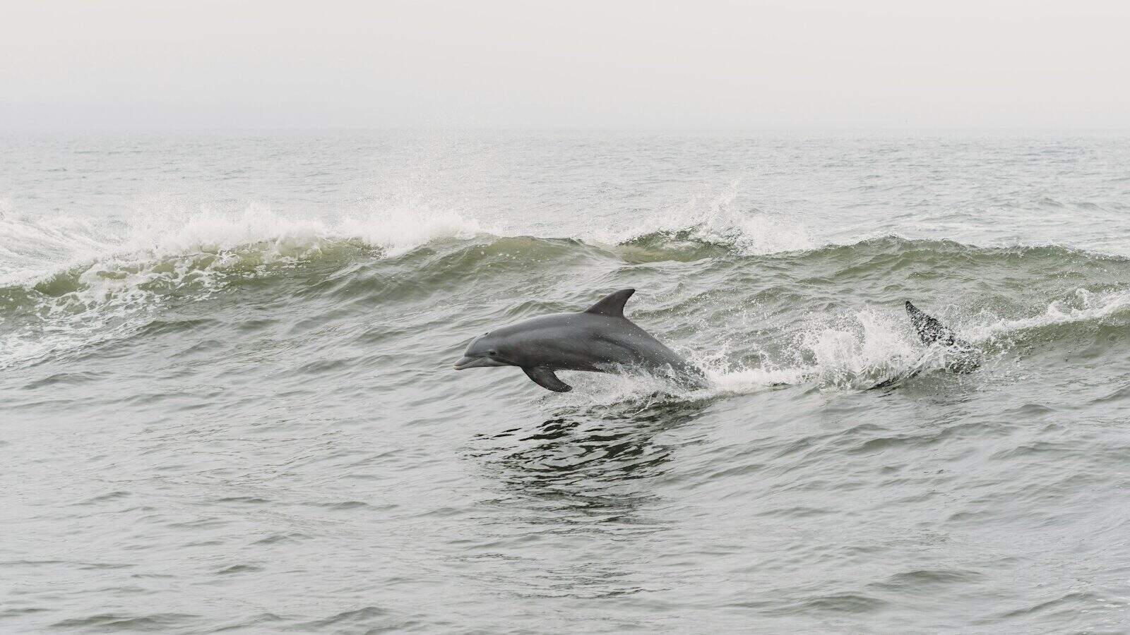 a dolphin is jumping out of the water