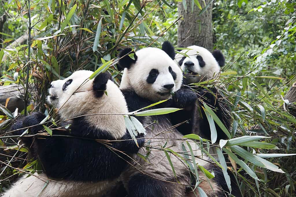 Ecological Roles Demonstrate Evolutionary Differences