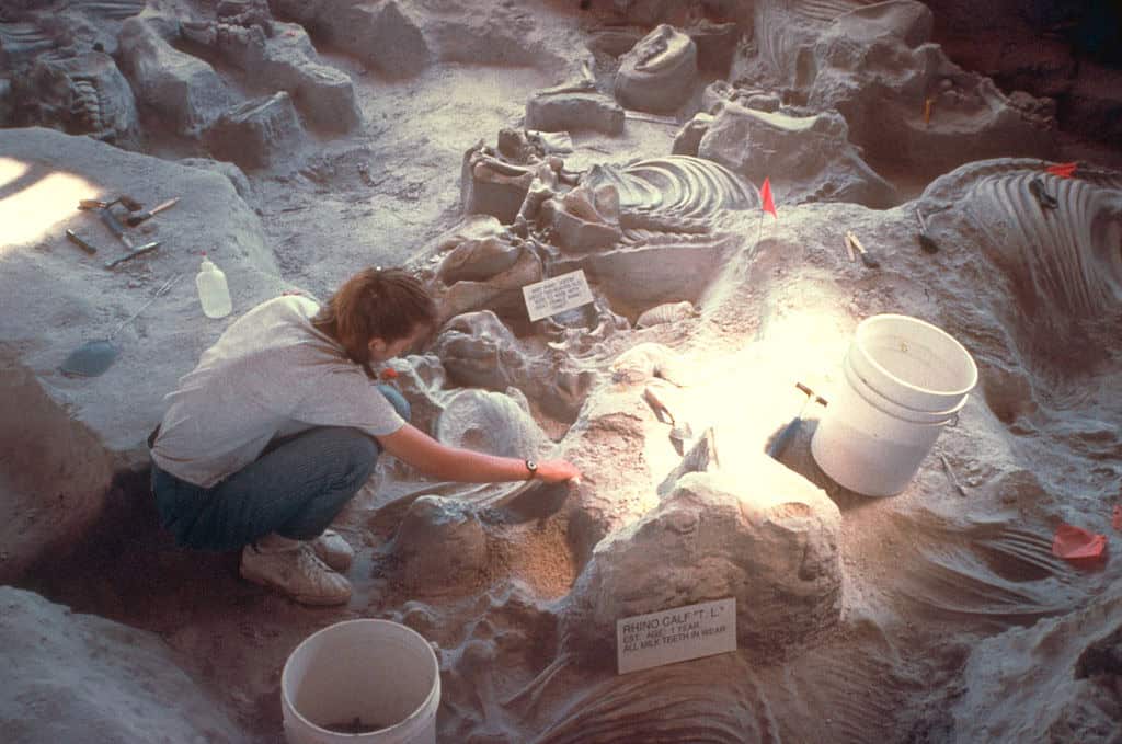 Paleontological Significance and Research Impact