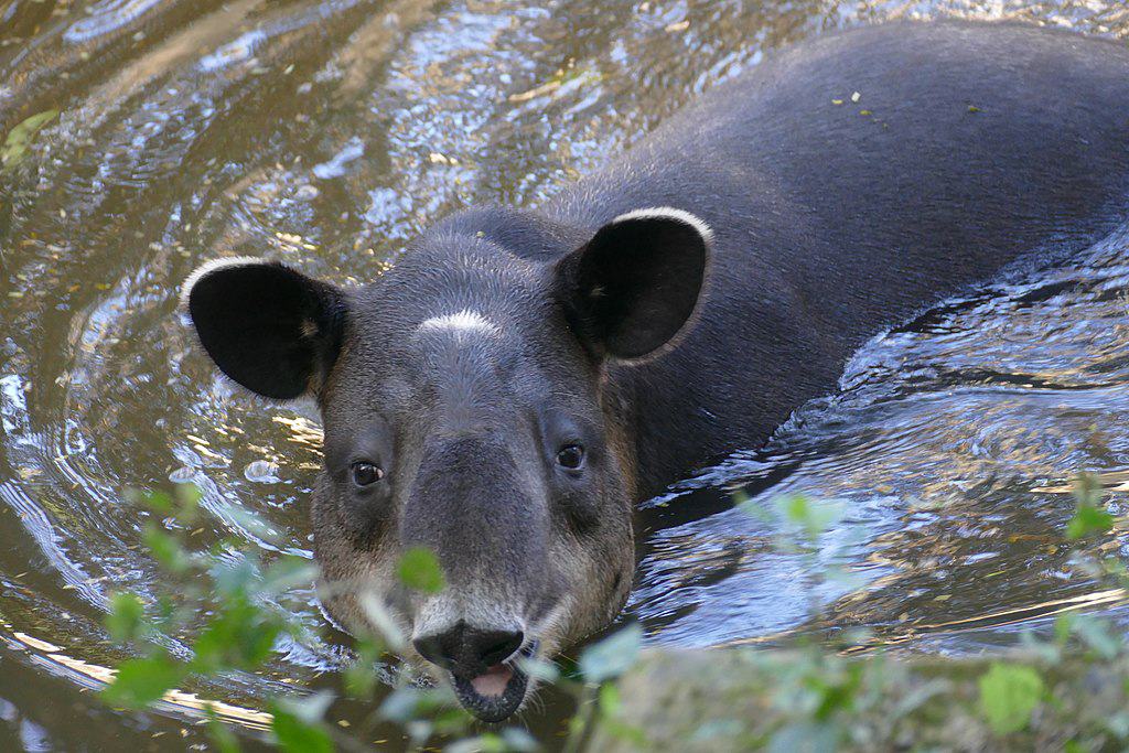 Comparative Swimming Abilities Across Tapir Species