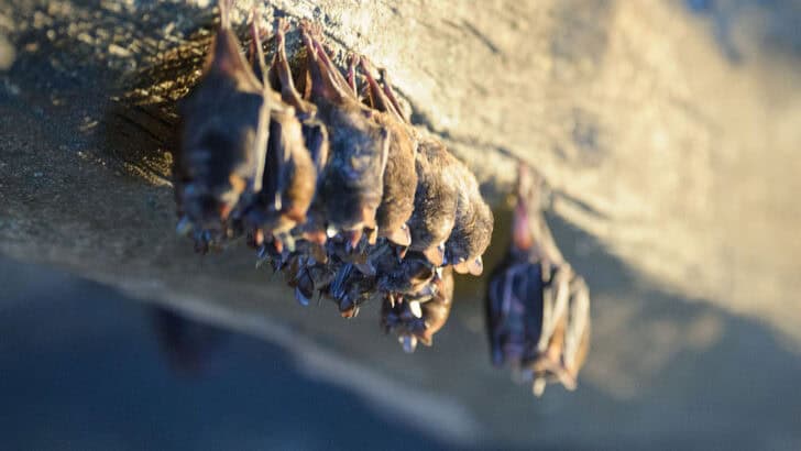 This Bat Colony Is the Largest Mammal Gathering in North America