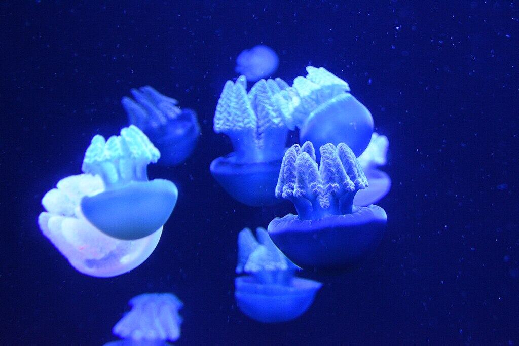 The Blue Blubber: Australia's Gift to American Shores