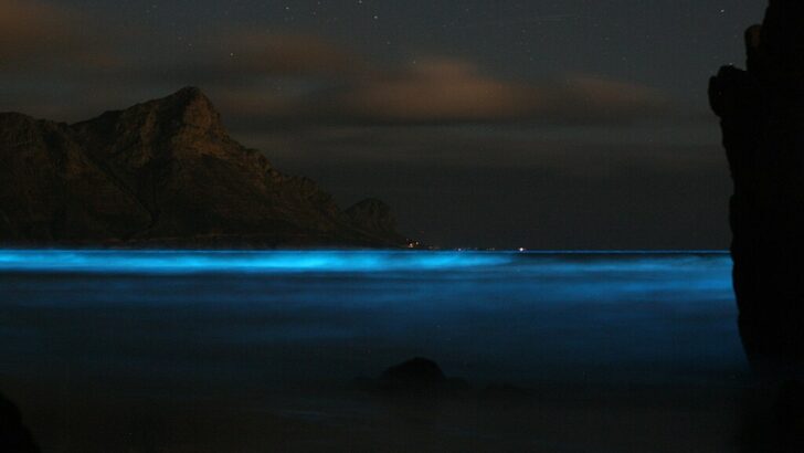 Where to Visit Glowworm Caves and Bioluminescent Creatures