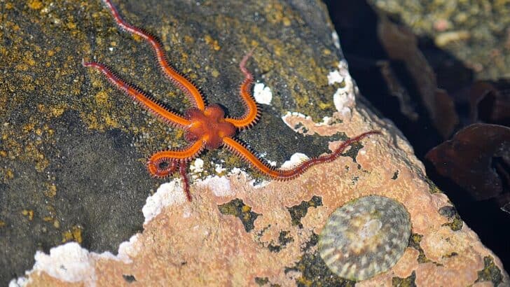 How One Scientist’s Obsession Uncovered the Ocean’s Hidden Architects