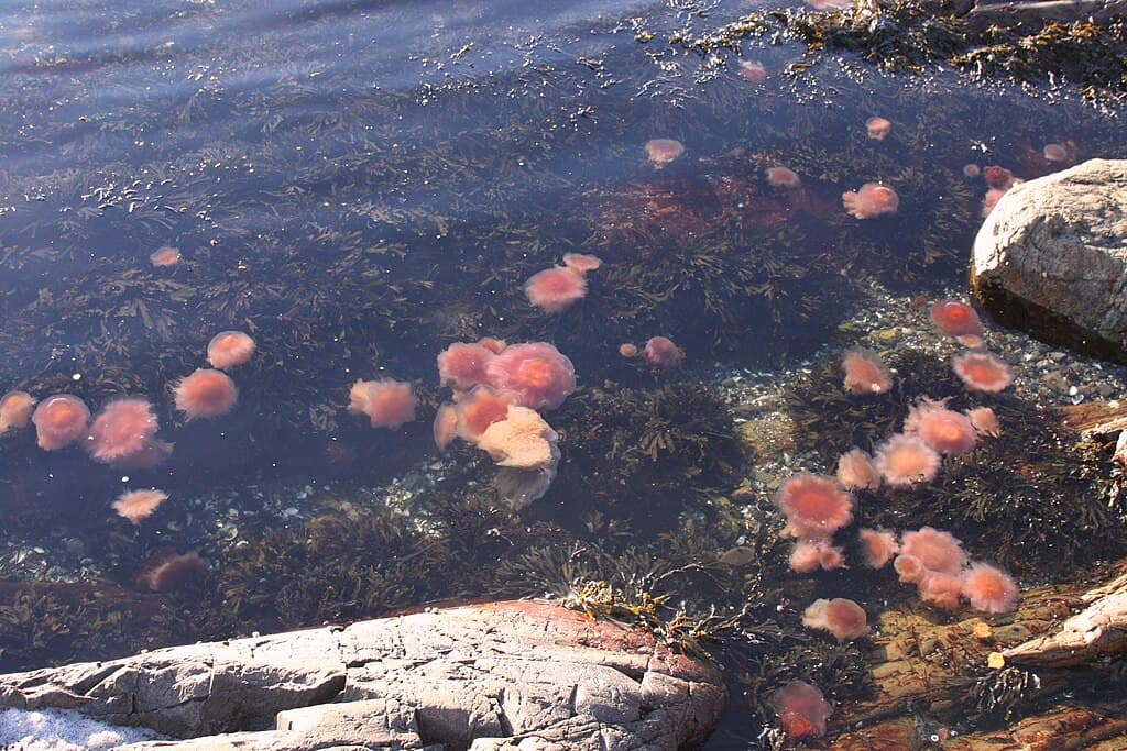 Climate Change and Jellyfish Populations