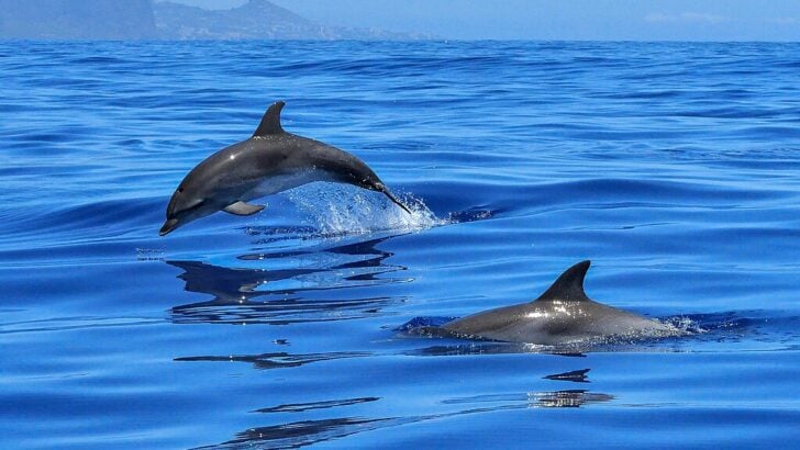 Dolphins as Saviors: Greek Myths of Ocean Rescues