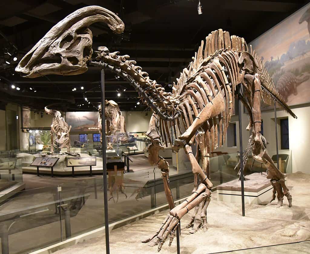 Parasaurolophus: The Musical Dinosaur with a Built-in Trumpet