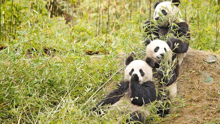 The State of Conservation in 2025: Progress and Problems