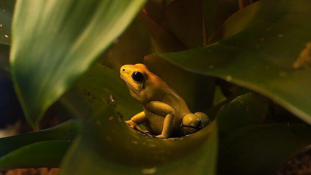 Golden poison dart frog.