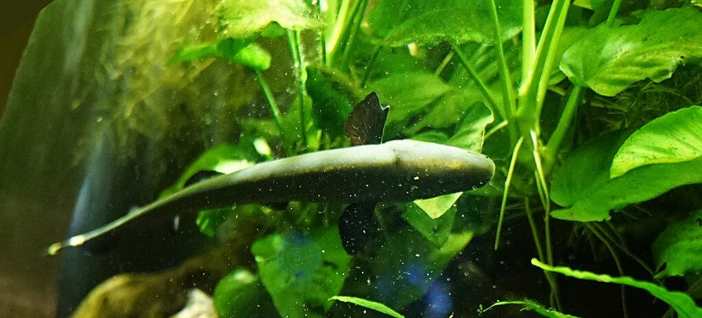Black Ghost Knifefish. 