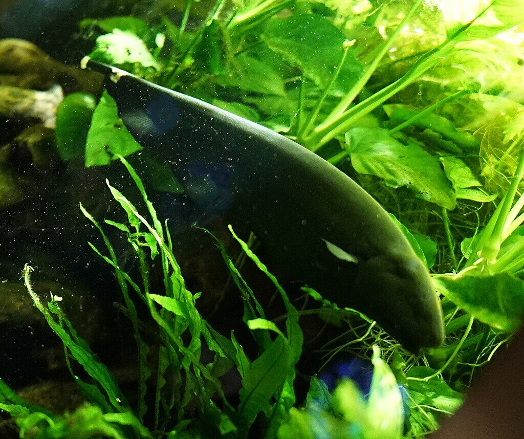 Black Ghost Knifefish