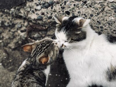 Cats “Boop” Noses to Show Affection