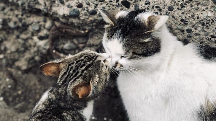 Cats &ldquo;Boop&rdquo; Noses to Show Affection