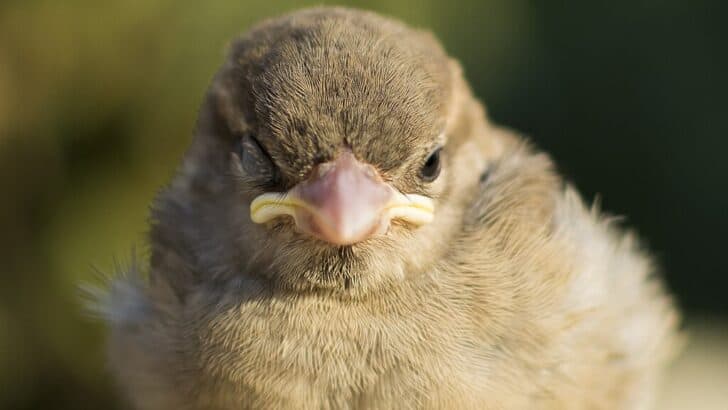 This Animal Sleeps with One Eye Open — Literally