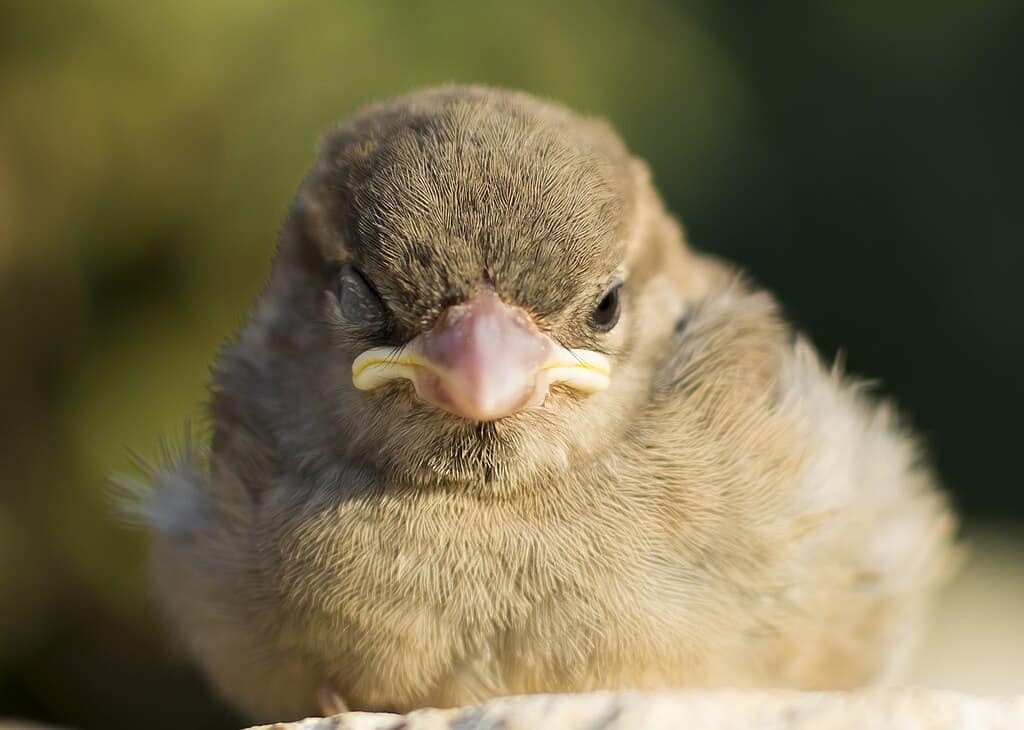 This Animal Sleeps with One Eye Open — Literally