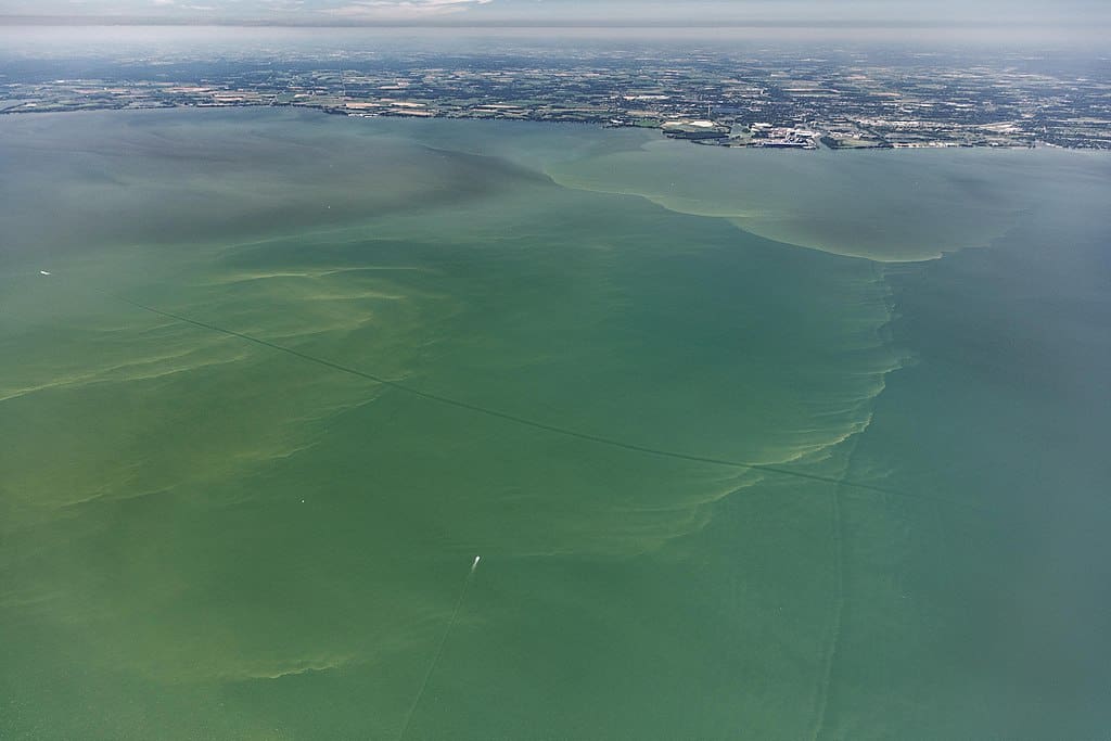 Seasonal Plankton Explosions