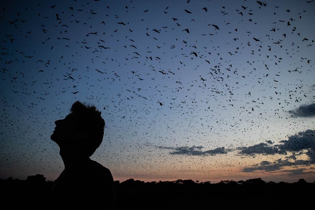 Comparison to Other Bat Colonies
