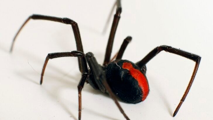 Spiders vs. Insects: Who&rsquo;s the Real Pest Controller?