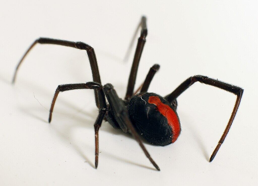 Redback Spiders: Respect Without Fear