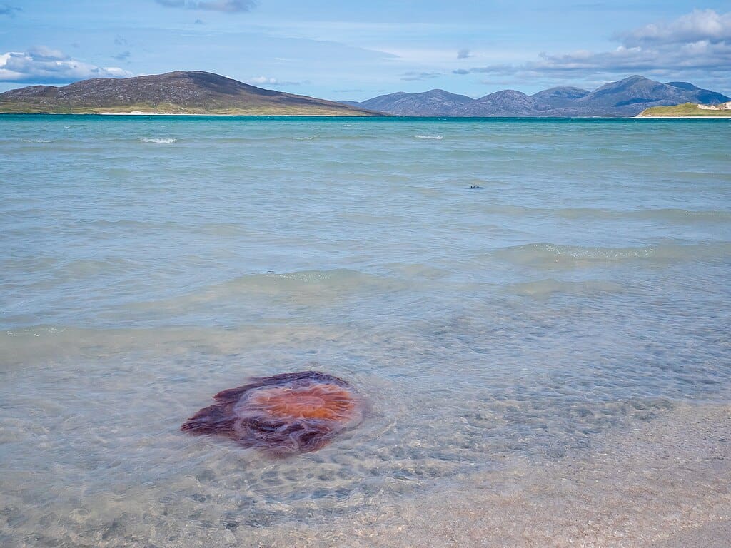 The Beauty and Mystery of Marine Life