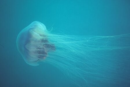 These Giant Jellyfish Keep Washing Up on U.S. Beaches