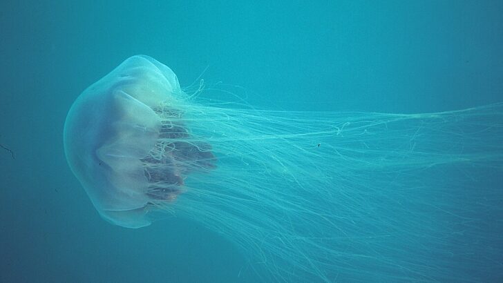 This Jellyfish Might Live Forever&mdash;Here&rsquo;s How It Cheats Death