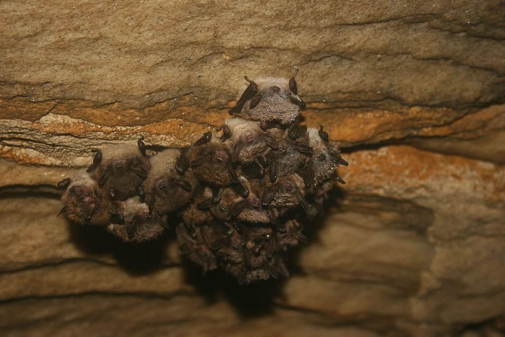 The Maternity Colony System