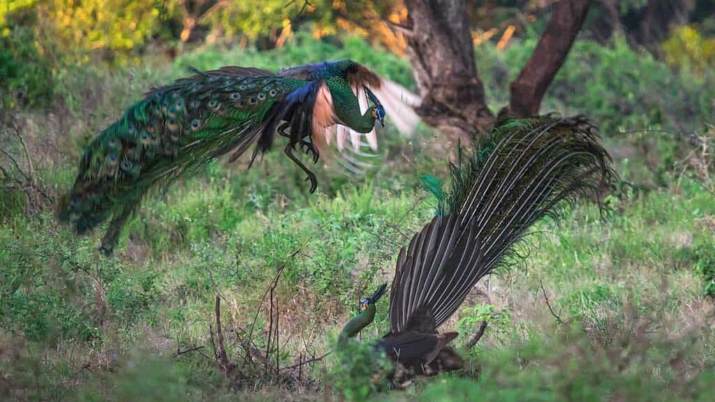 Two green peacocks (Pavo muticus) fighting at Bekol Savannah, Baluran National Park, Indonesia