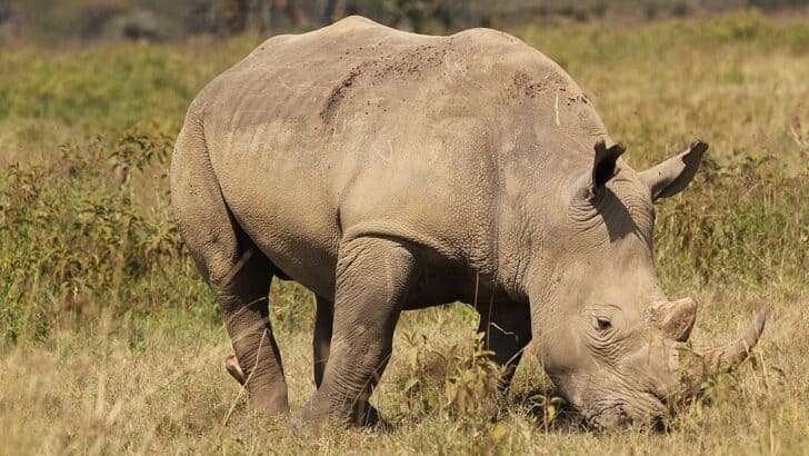10 Global Conservation Wins You Should Know About