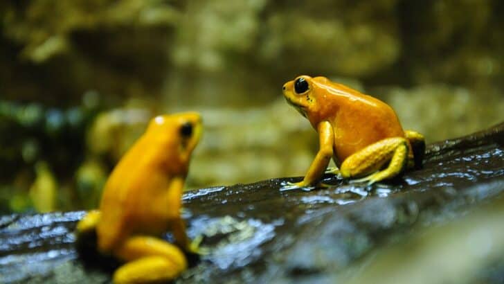 The Most Venomous Animal on Every Continent