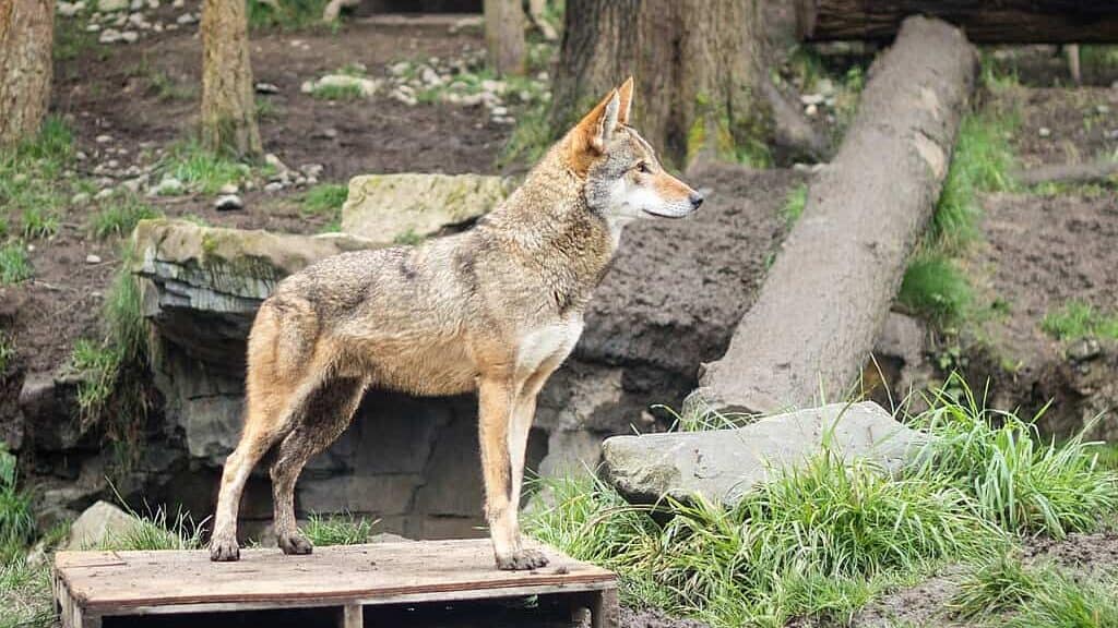 Red Wolf