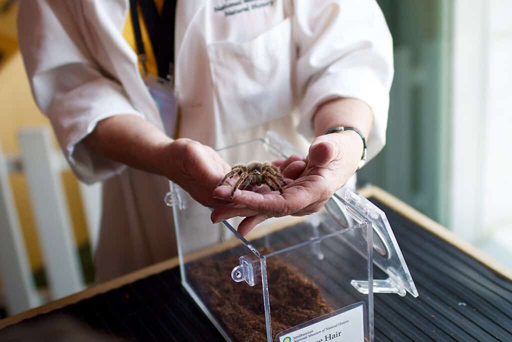 Scientific Research: Australia's Arachnid Discoveries