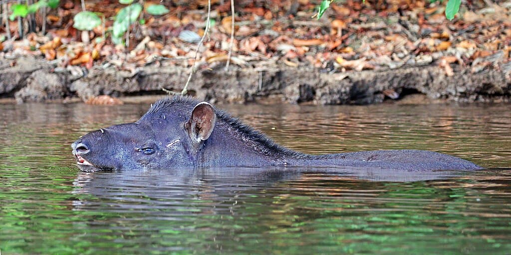 Behavioral Adaptations for Aquatic Defense