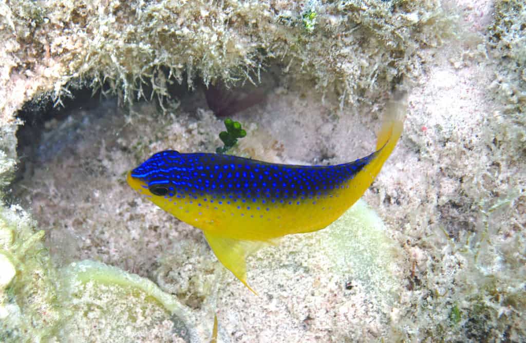 Damselfish Dynasties: Territory and Transformation
