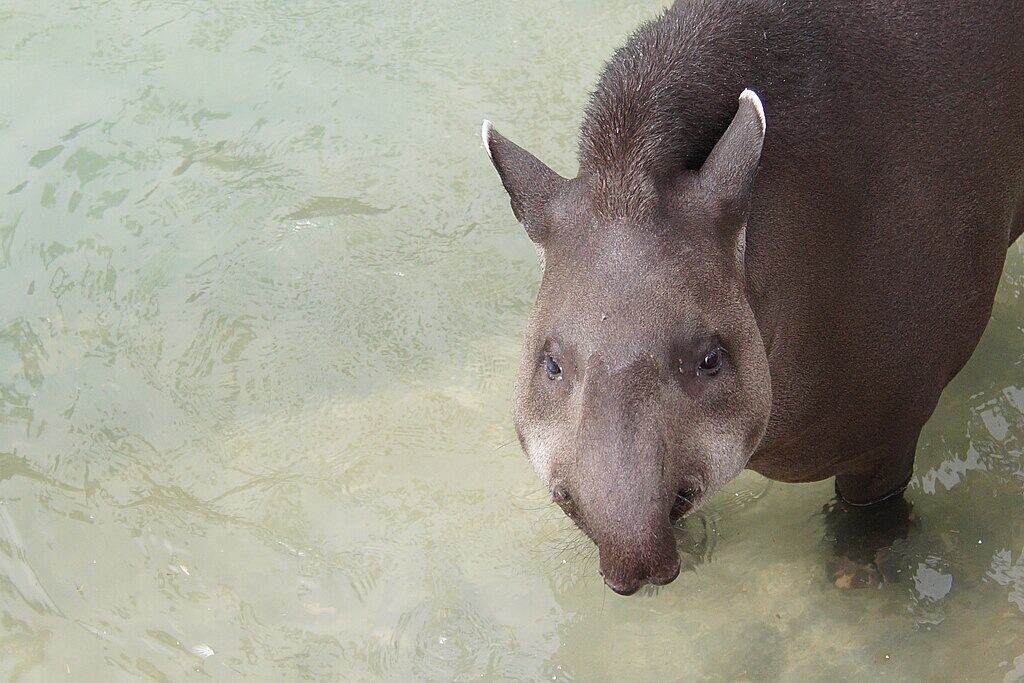 The Ancient Swimmers of the Animal Kingdom