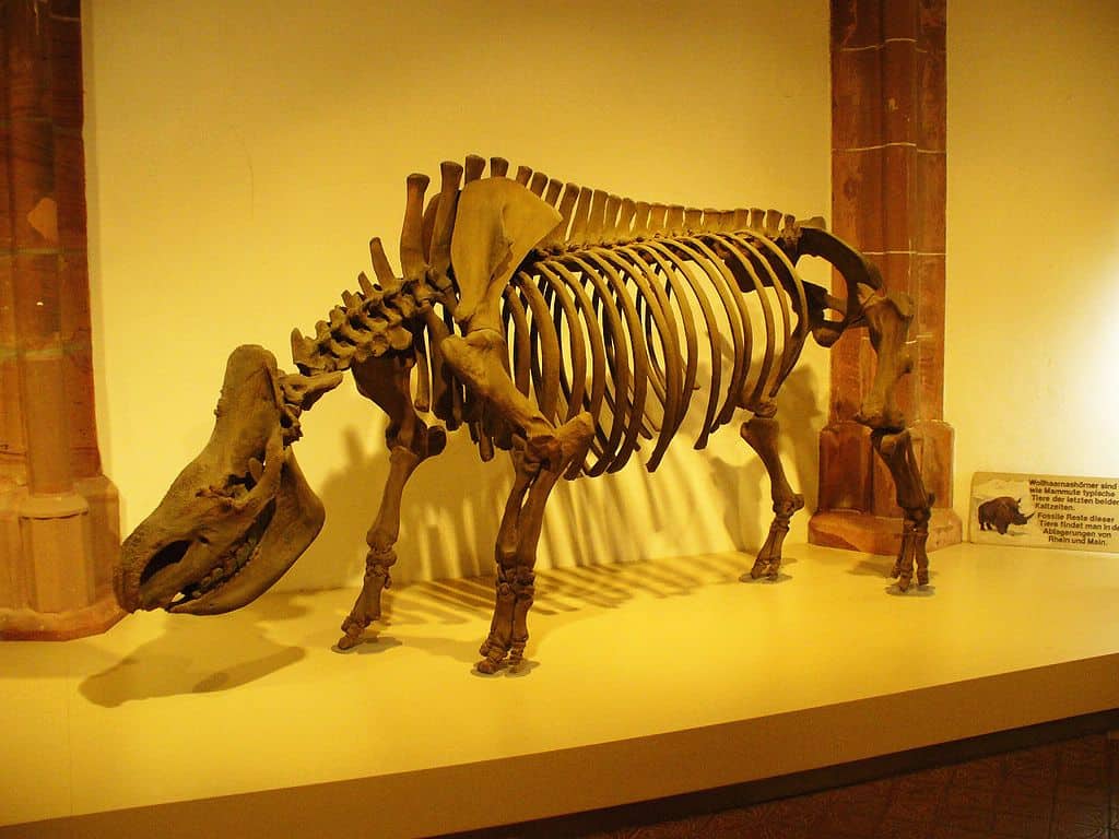 The Evolutionary Marvel That Defied Classification