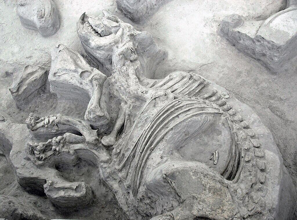 Horse-Like Proportions That Surprised Scientists