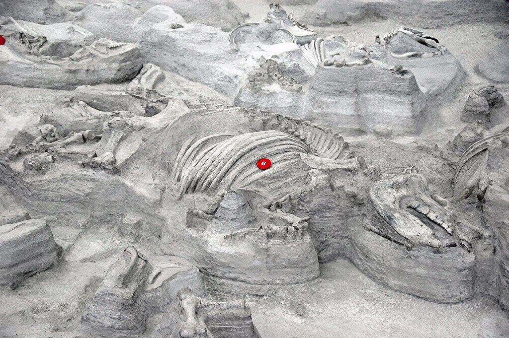 Fossil Discoveries and Scientific Breakthroughs