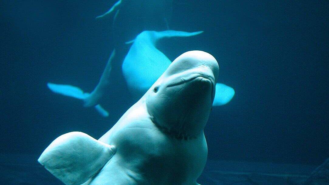 beluga whale