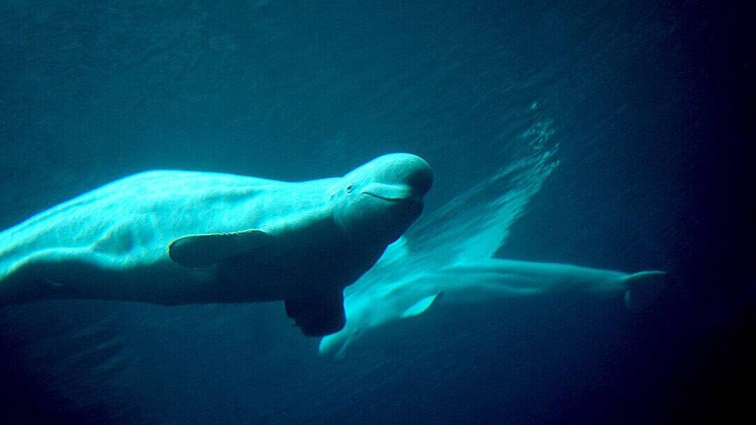 beluga whale