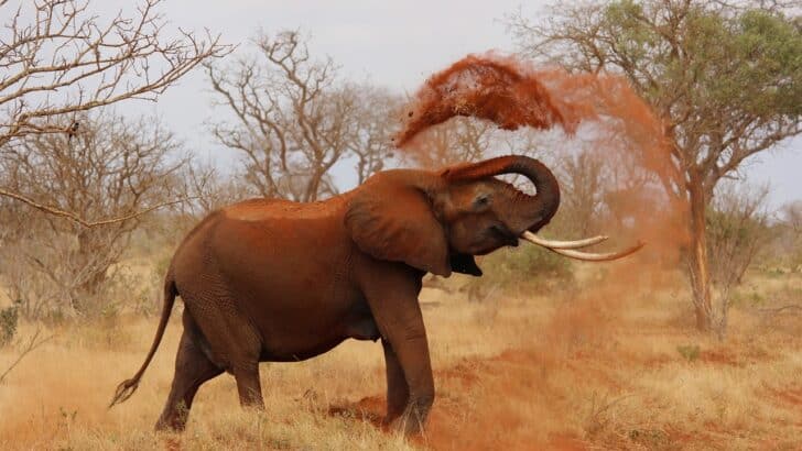 How Elephants Use Their Tusks&mdash;and Why They&rsquo;re So Heavily Targeted