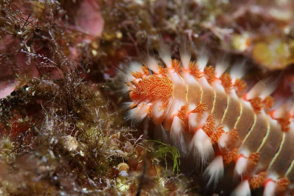 Bristle worm