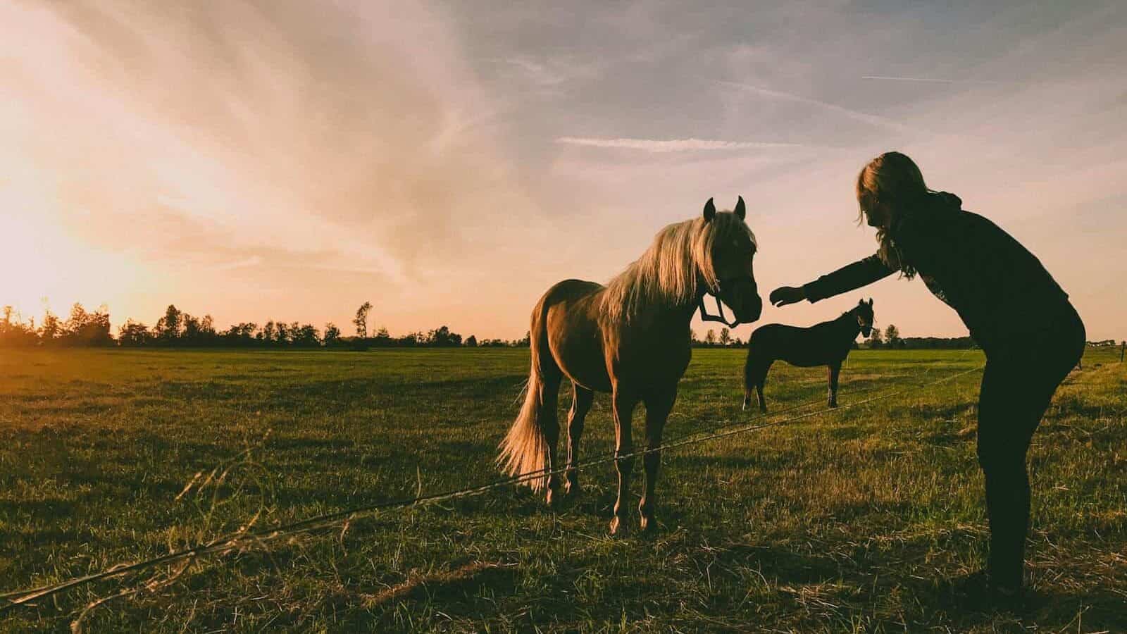 Horses
