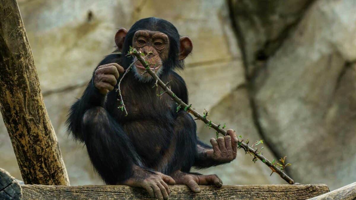 A young chimpanzee sitting and holding a leafy branch in a zoo environment.