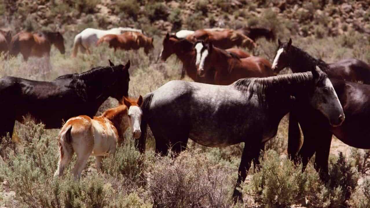 Horse
