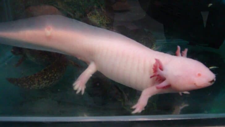 How Axolotls Are Helping Researchers Study Cancer Resistance